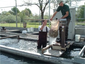 aquaculture farming