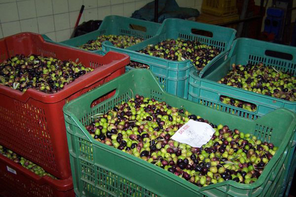 Olives ready for the mill. Credit: Copyright 215 Nancy Harmon Jenkins