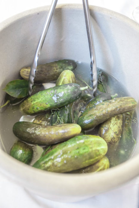Half-sour pickles in the crock. [Credit: Copyright 2016 Lynne Curry